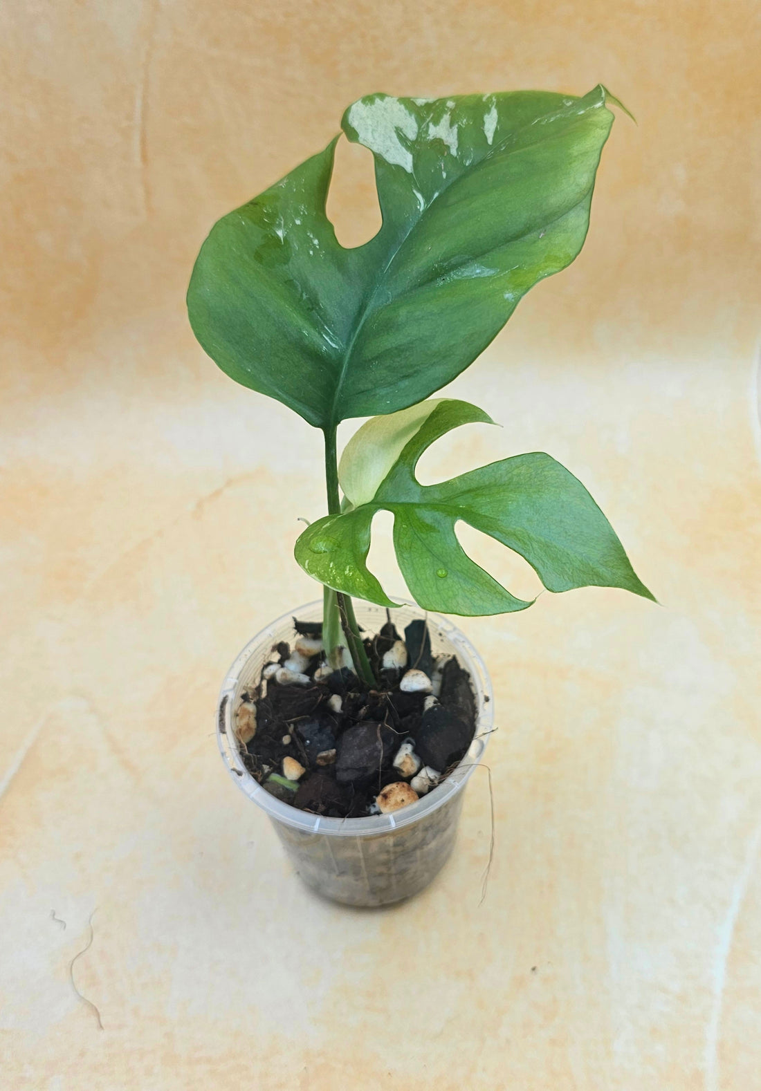 Rare Rhaphidophora Tetrasperma &