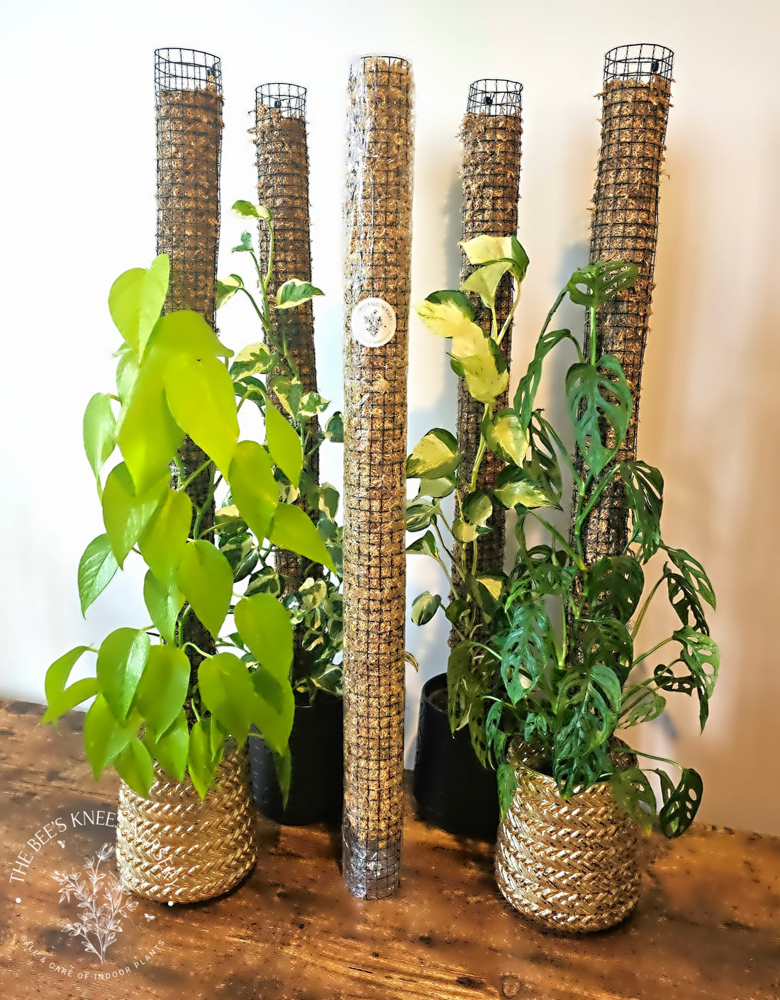 Round Moss Pole - Ready to use