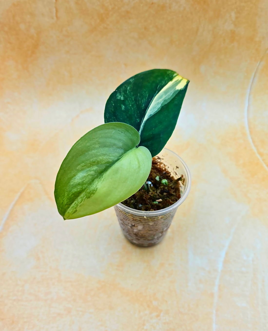 Rare Scindapsus &
