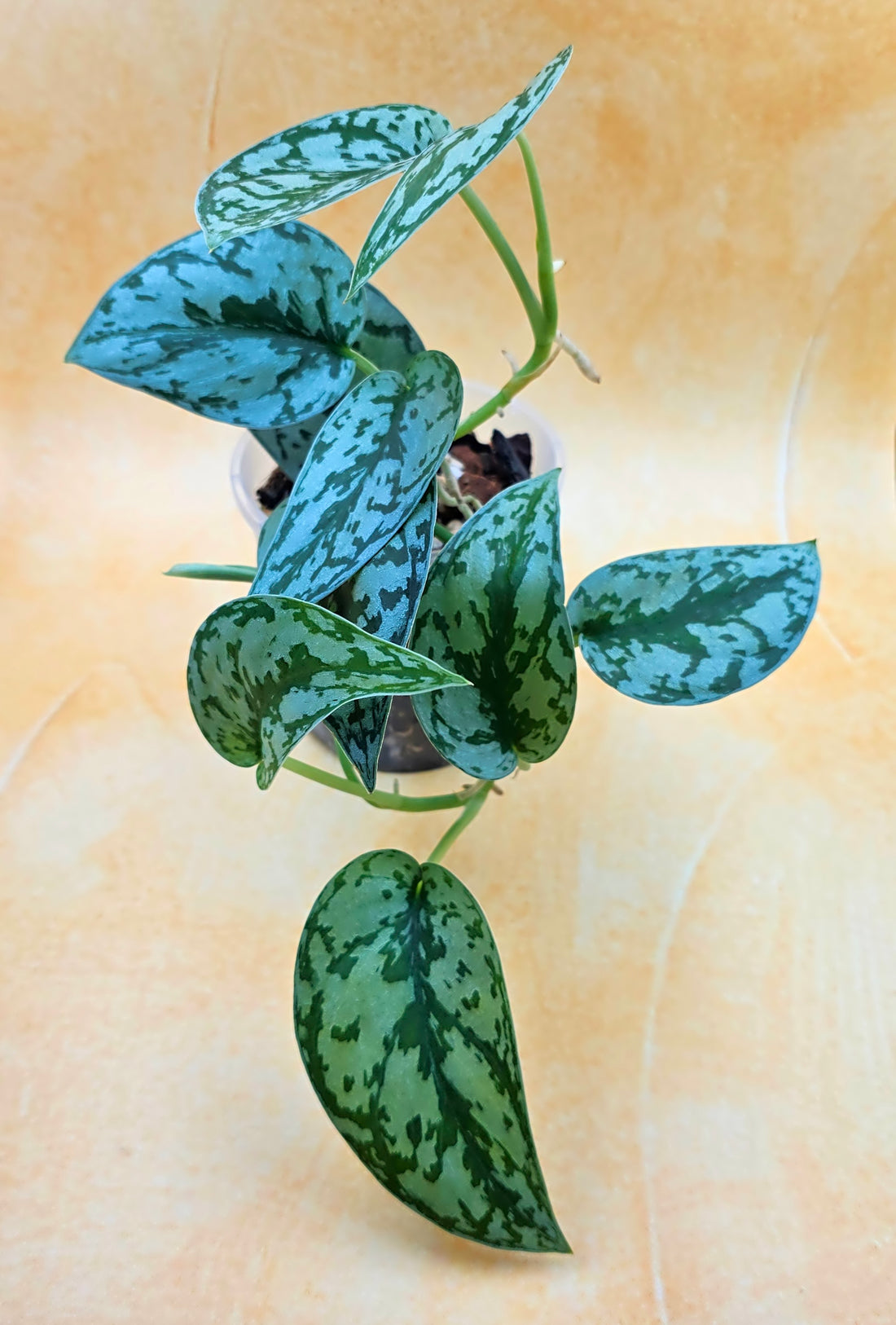 Scindapsus Pictus &