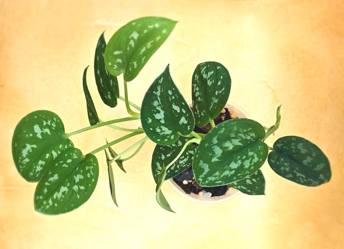 Rare Scindapsus Pictus Argyraeus (currently growing)