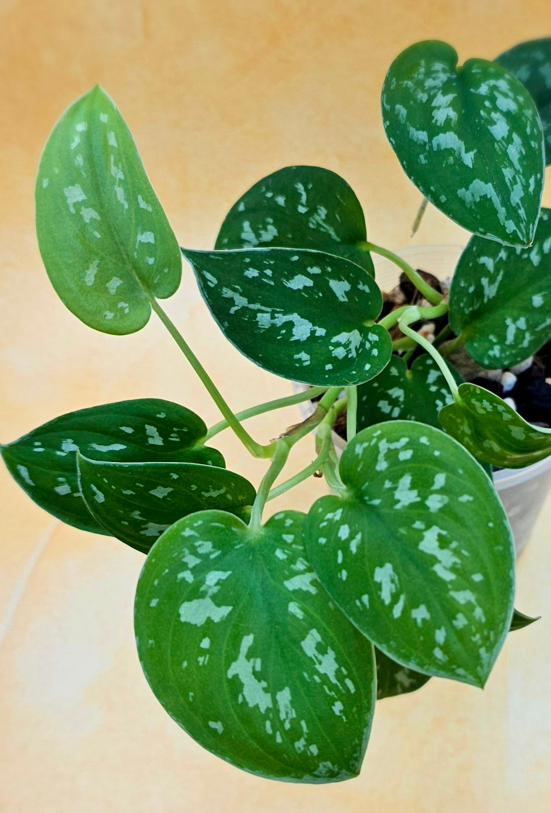 Rare Scindapsus Pictus Argyraeus (currently growing)