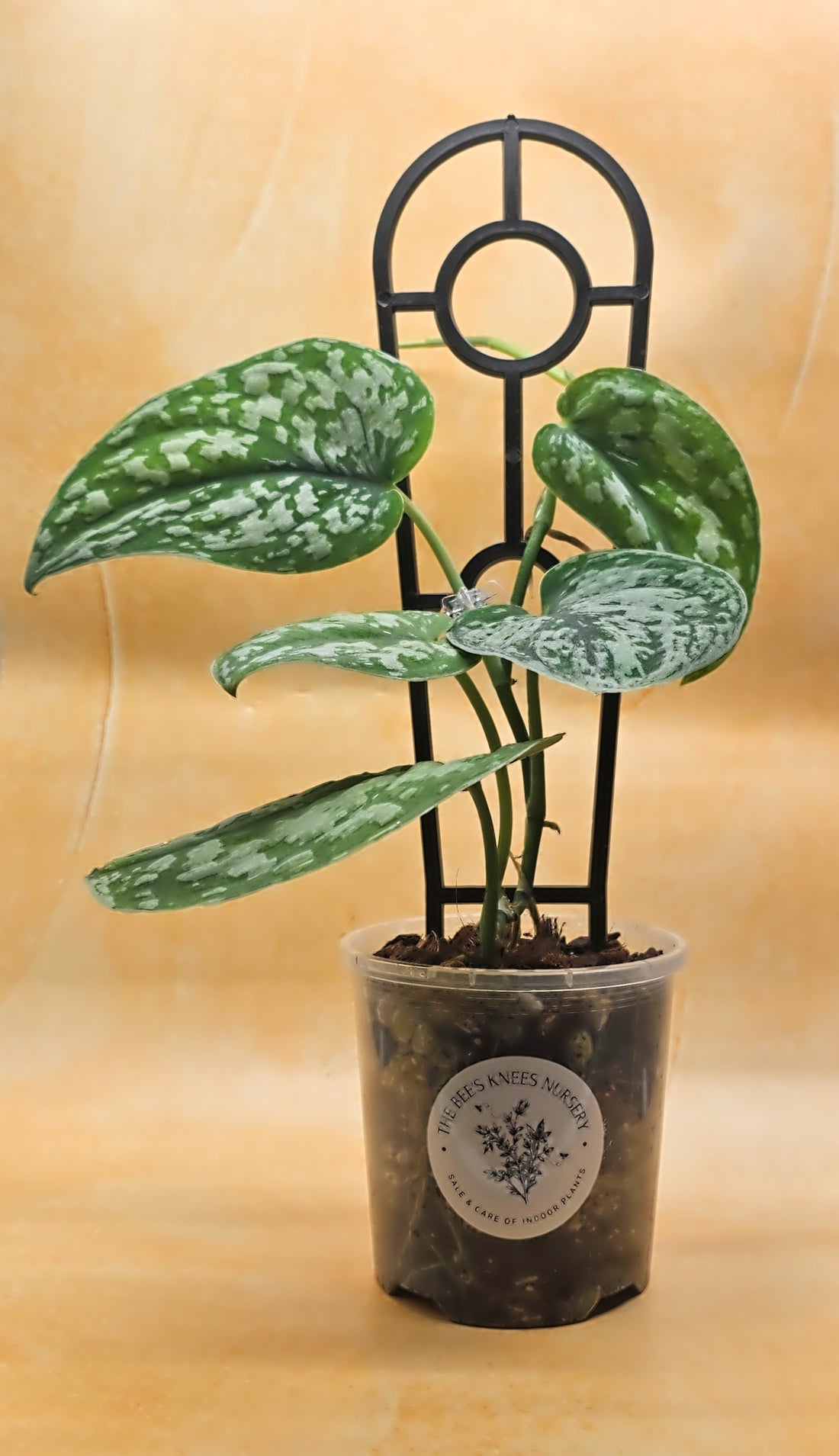 Scindapsus Pictus &