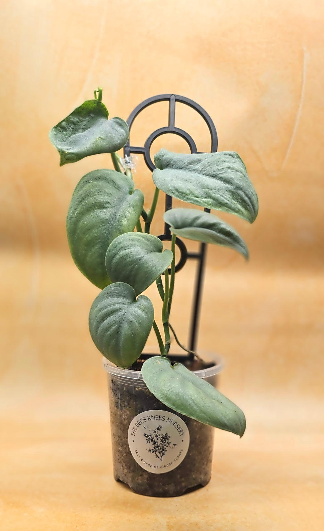 Scindapsus Pictus Platinum &