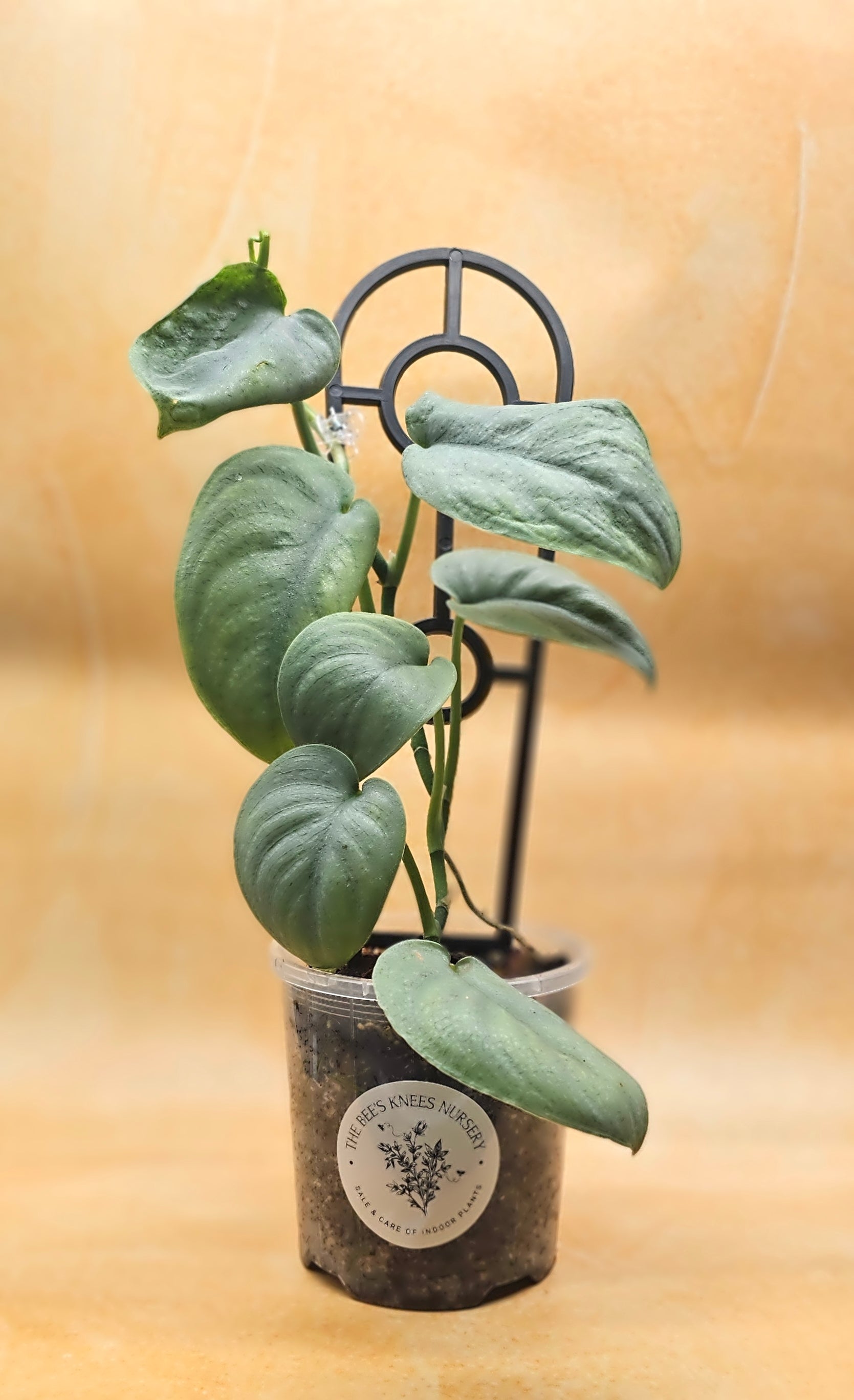 Scindapsus Pictus Platinum &