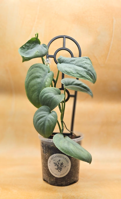Scindapsus Pictus Platinum &