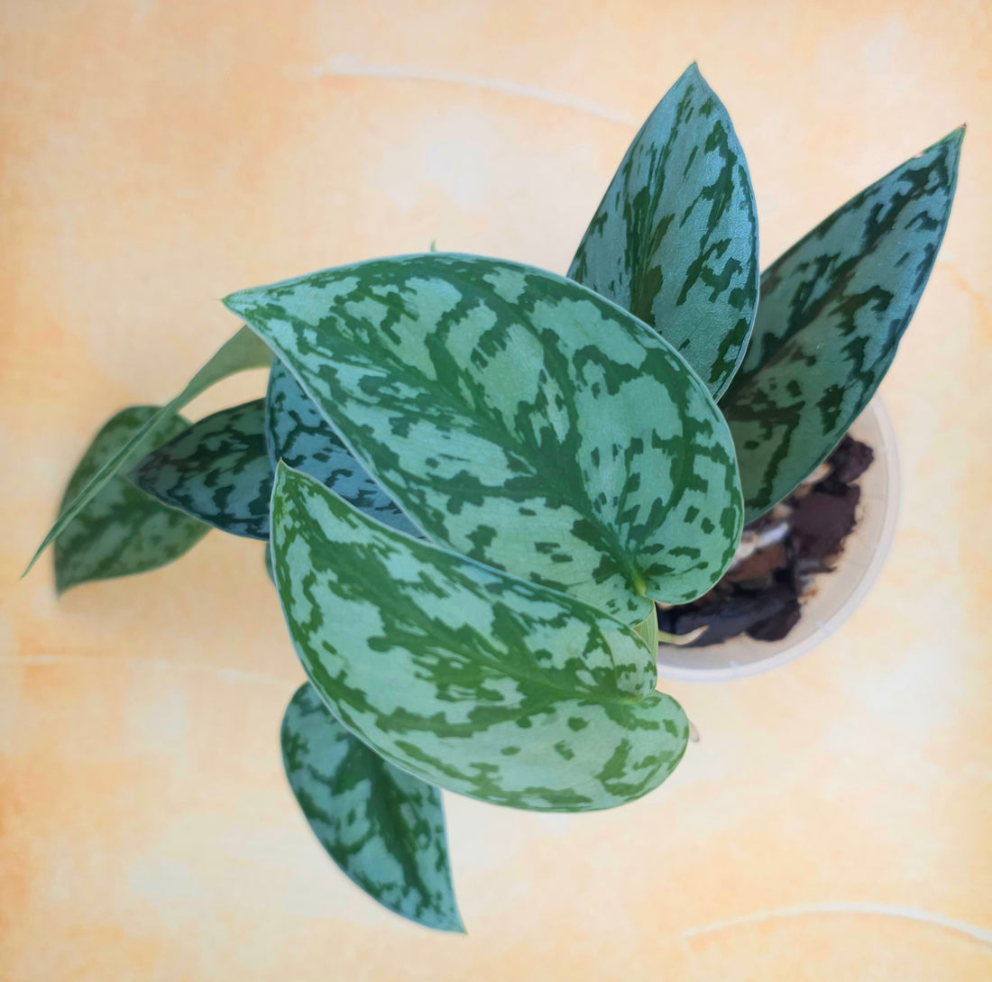 Scindapsus Pictus &