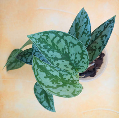 Scindapsus Pictus &