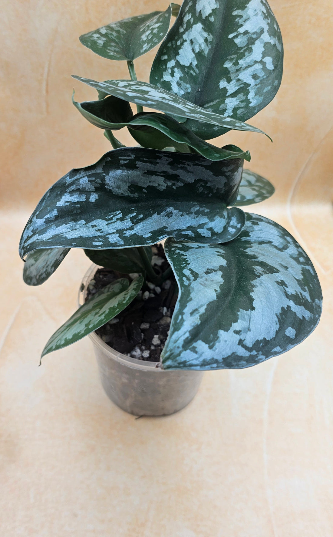 Scindapsus Silver Princess