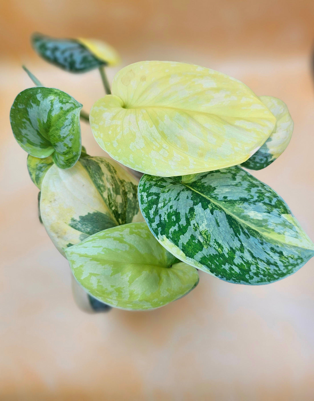 Very Rare Scindapsus Pictus Variegated Albo &